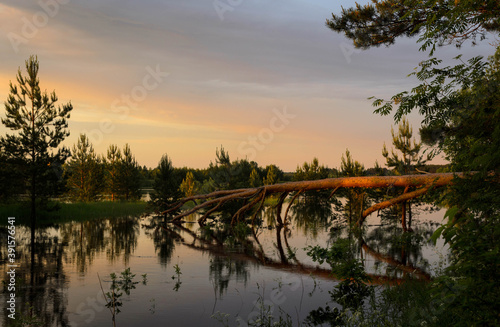 Fallen tree and flooding in the forest-concept of climate change.