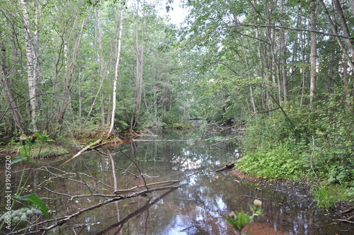 river in the forest