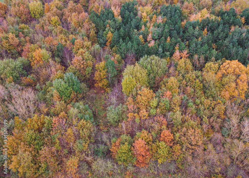 autumn trees from above autumn trees from above