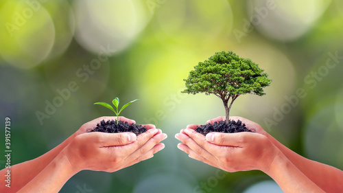Environmentalists' hands holding big trees and seedlings to replace each other. World Environment Day concept. photo