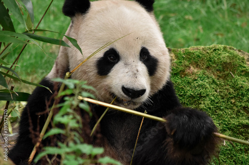 Panda eating bamboo © Eefje