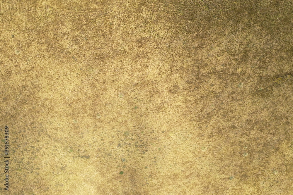 Aerial view or top view that shows an abstract image with the texture of a large field of golden colored grass Aerial view or top view that shows an abstract image with the texture of a large field of golden colored grass