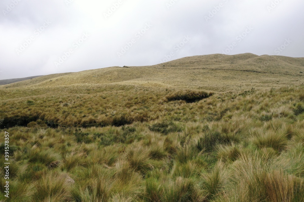 Obraz premium View of dry yellow, green grasses covering a small hill in the Andes of Ecuador