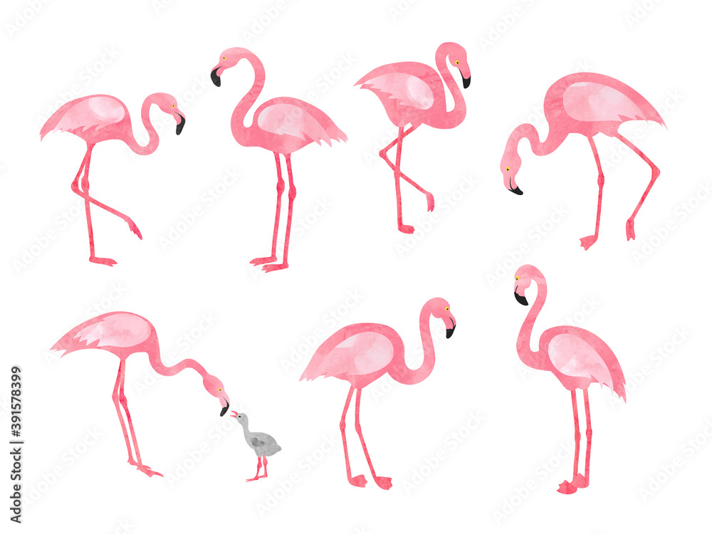 Fototapeta premium Set of watercolor flamingos isolated on white. Vector illustration of beautiful flamingo birds.