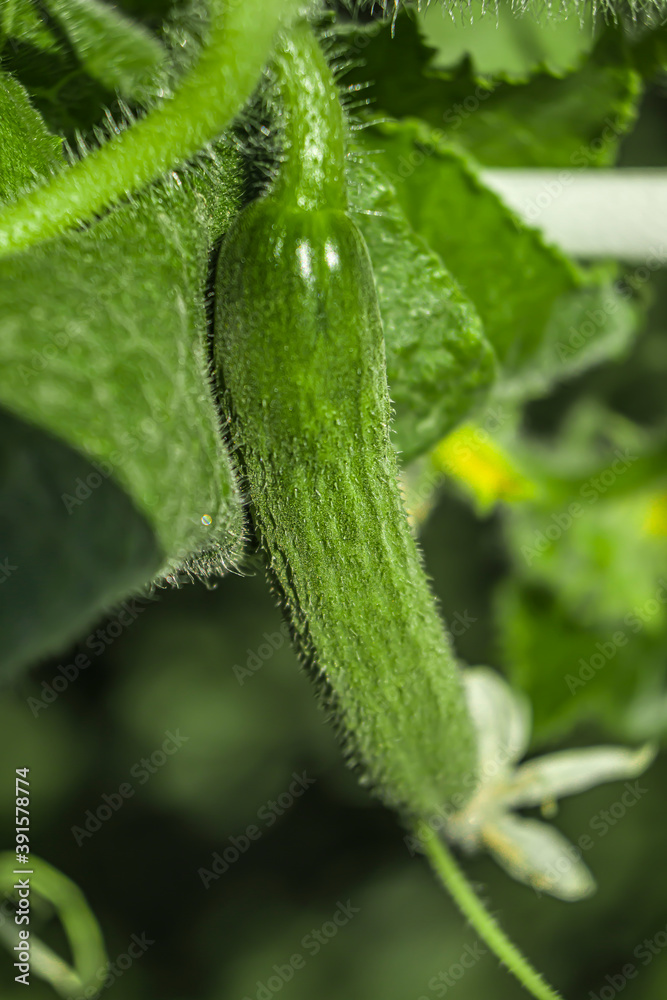 Young fresh cucumber seedling grown in open ground.The cultivation of cucumbers in greenhouses. Working with plants, growing organic vegetables Young fresh cucumber seedling grown in open ground.The cultivation of cucumbers in greenhouses. Working with plants, growing organic vegetables