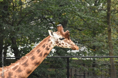 Photography Giraffe
