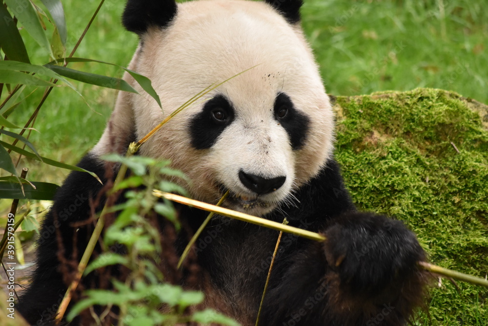 Giant panda eating bamboo Giant panda eating bamboo