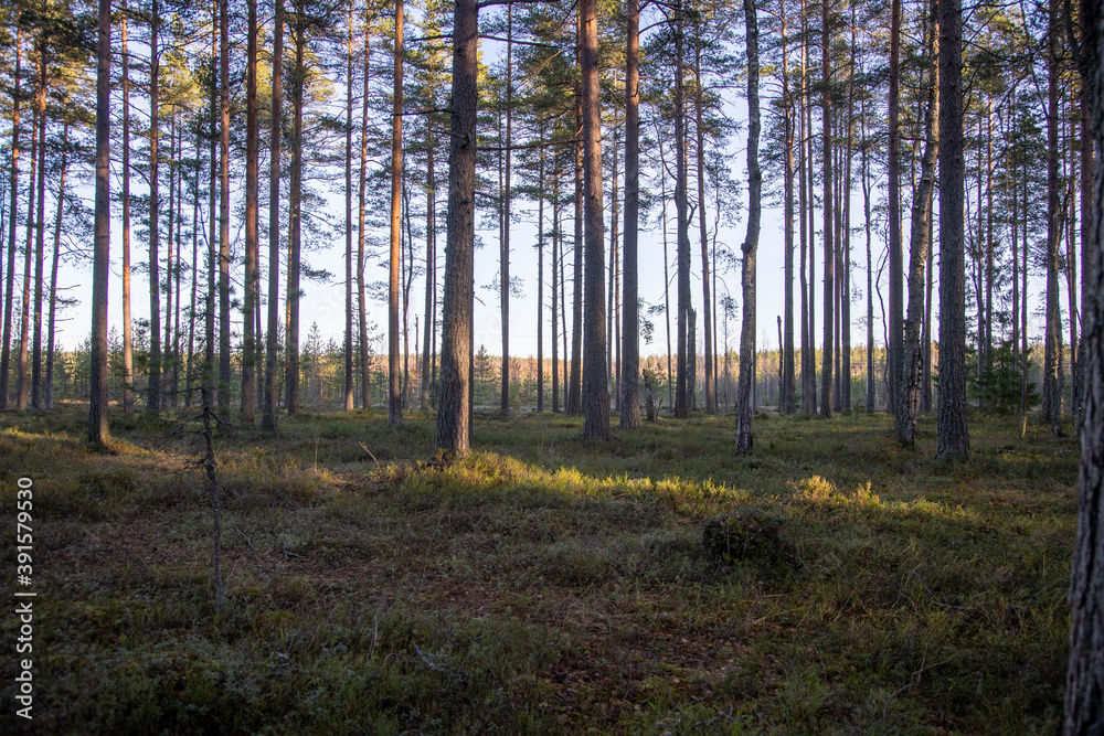Fototapeta premium Northern forest at sunset in late autumn, Leningrad region