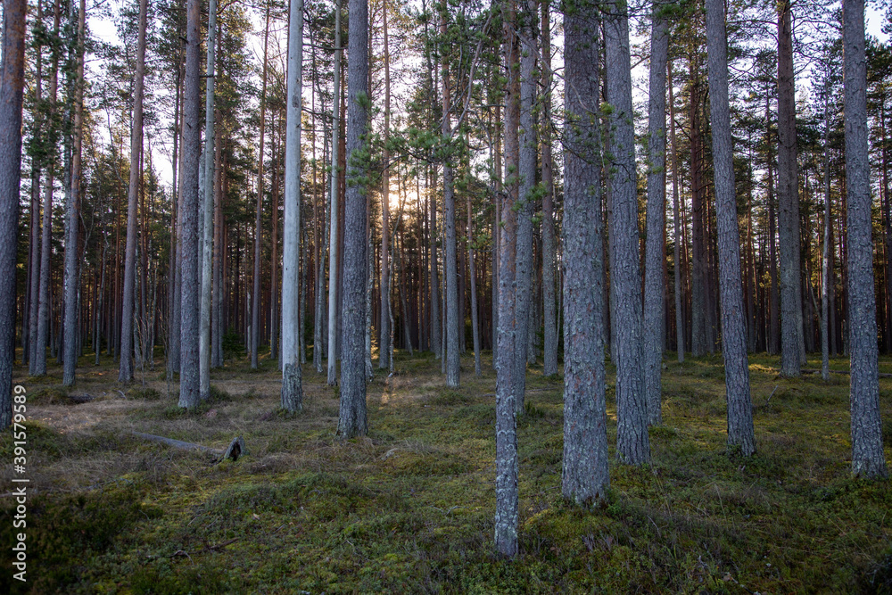 Northern forest at sunset in late autumn, Leningrad region Northern forest at sunset in late autumn, Leningrad region