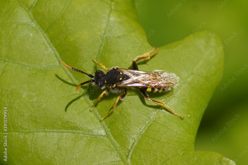 Fototapeta premium Nomada on a leaf. Subfamily cuckoo bees (Nomadinae), family Apidae. A Gooden's Nomad Bee (Nomada goodeniana). In a Dutch garden. May 