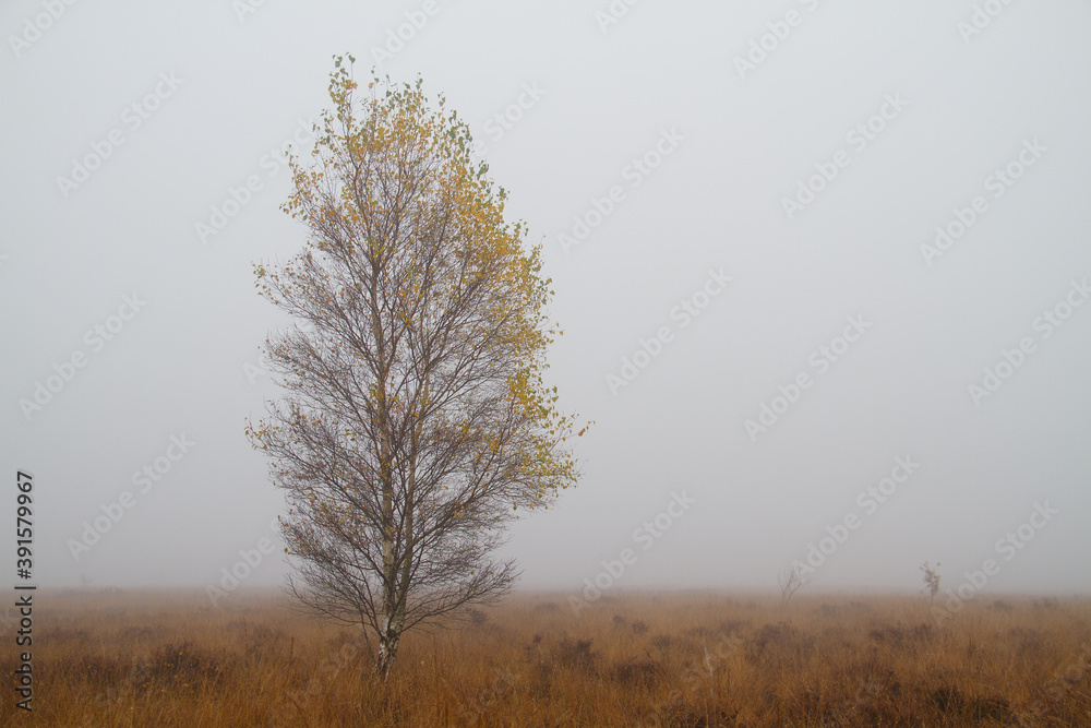 Birch tree in beautiful autumn colors on a field with Purple moor grass on a misty day Birch tree in beautiful autumn colors on a field with Purple moor grass on a misty day