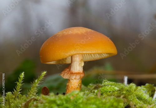 Small orange mushroom, probably Sheathed woodtuft, Kuehneromyces mutabilis, growing together with moss on rotting tree stump