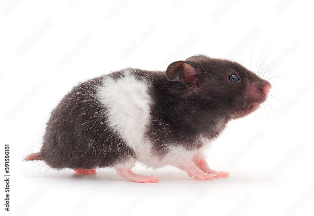 Dwarf gray hamster. Dwarf gray hamster.