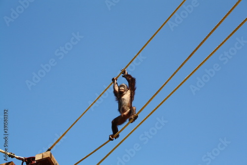 an orangutan that is climbing the thick robes put over the walking area of a zoo