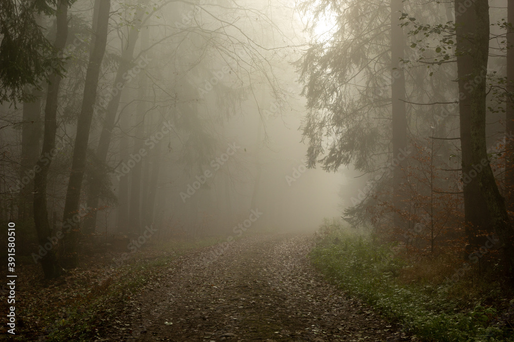 Forest in foggy day Forest in foggy day