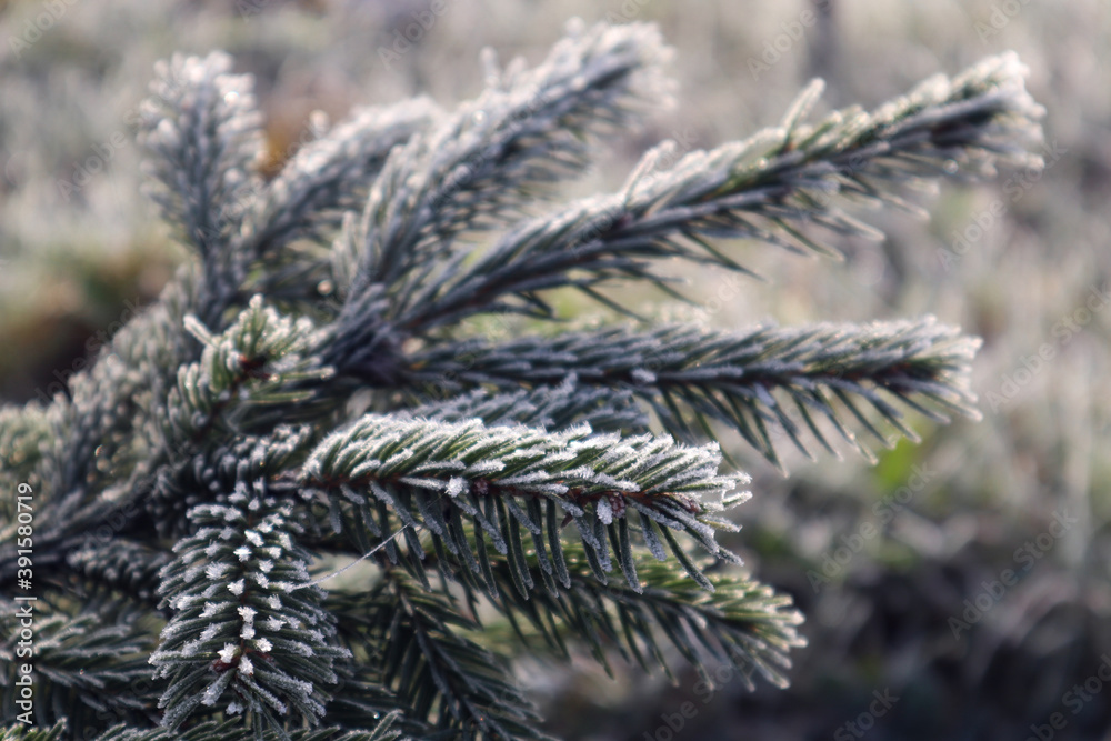 Spruce branch covered with frost, close-up, side view-the concept of the arrival of cold winter days