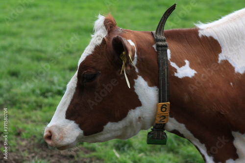 side photo of a white and brown dairy cow © pangamedia