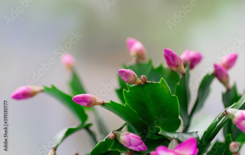 Pink Schlumbergera, Christmas cactus or Thanksgiving cactus on white background. Close up. Copy space.
