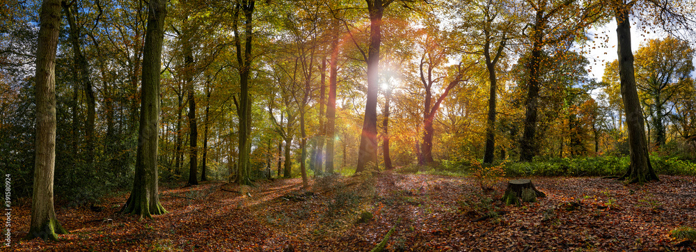 Fototapeta premium Back Lit Forest