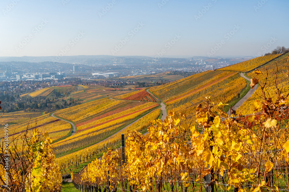 Vineyards between Kappelberg and Rotenberg in Stuttgart - Beautiful landscape scenery in autumn - Aerial view over Neckar Valley, Baden-Württemberg, Germany