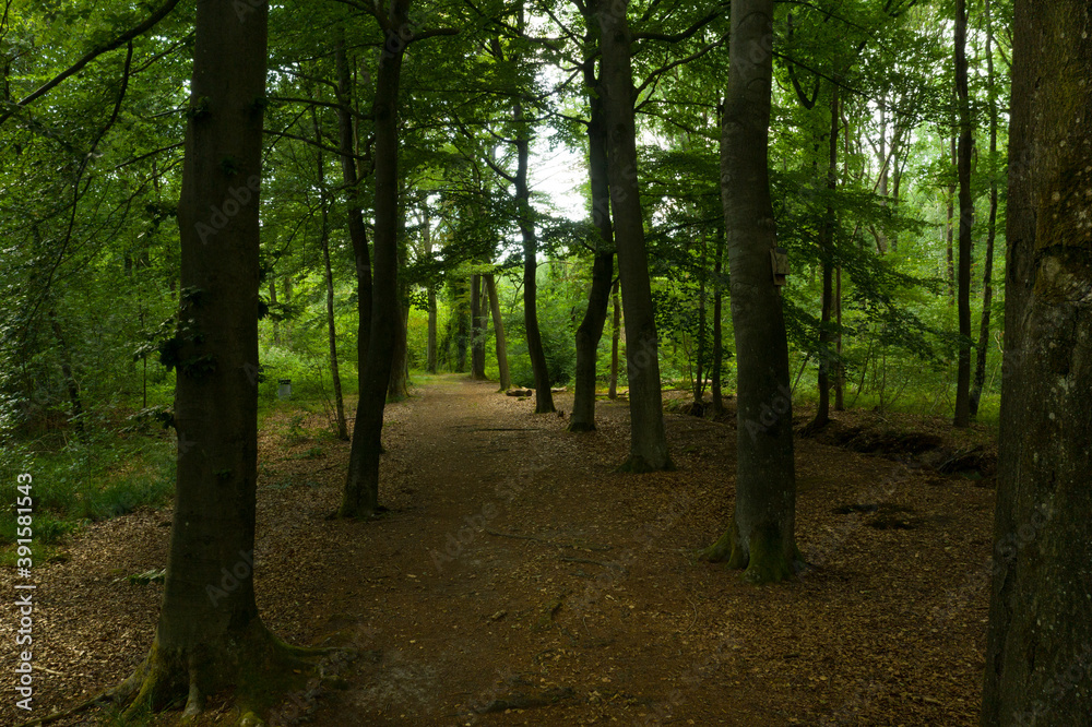 An European forest with many oak trees covered in bright green lush leaves in summer time An European forest with many oak trees covered in bright green lush leaves in summer time