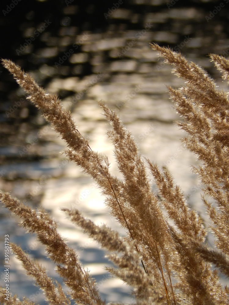 Fototapeta premium golden glare