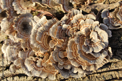 Brown and gray turkey tail mushrooms in bright sun at Campground Woods in Des Plaines, Illinois photo