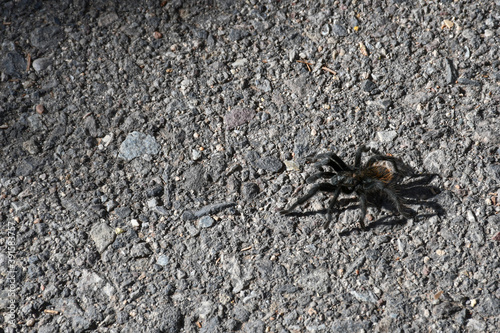 Black tarantula sitting on a stone path in Arizona in the US