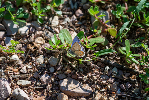 polymmatus iacarus butterfly resting on the ground photo