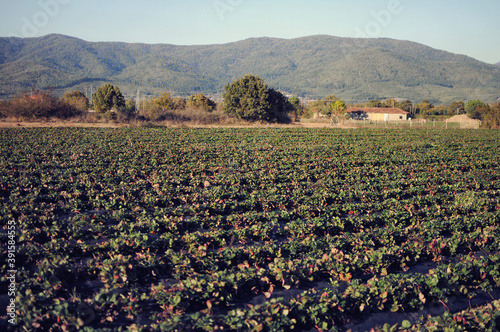 Strawberry field on fruit farm. Fresh strawberry plantation on a sunny day. Strawberry filed in background in Canakkale  Turkey.