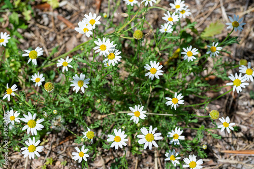 daisy flowers for use of chamomile photo