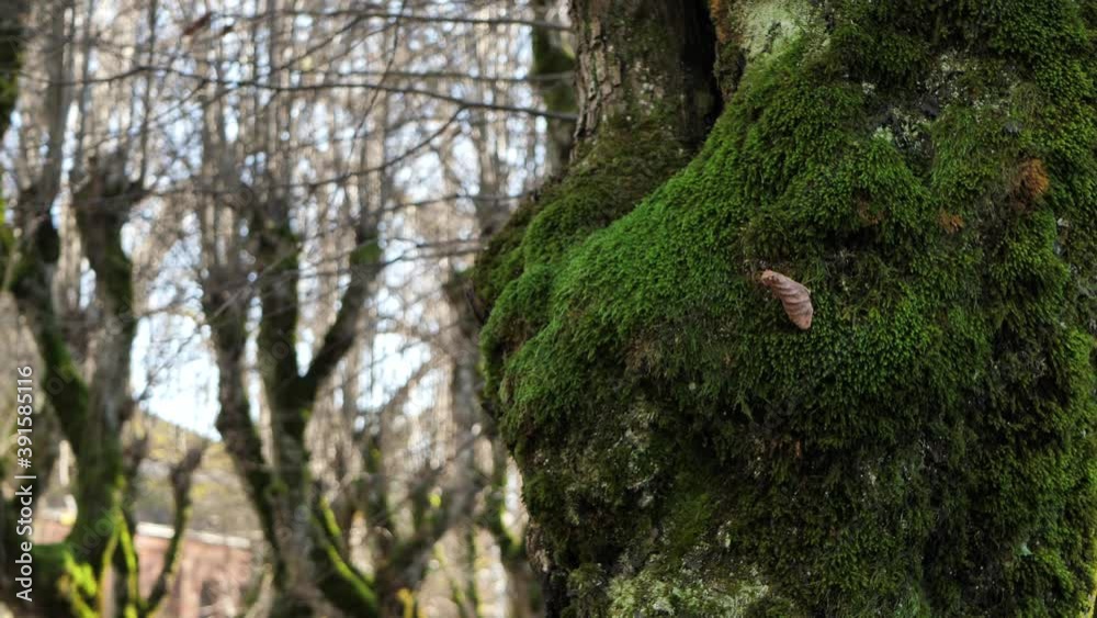 The old linden park in the territory of the manor, the leaves have fallen
