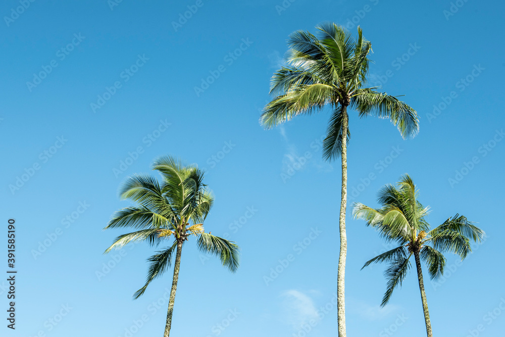 Palm trees against a blue sky in Kauai