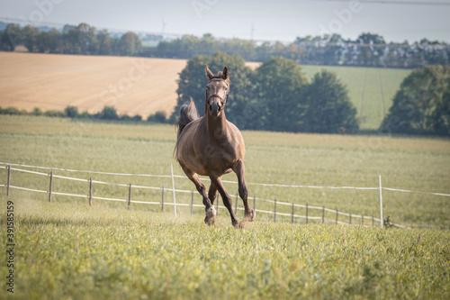 horse in field © Veronika