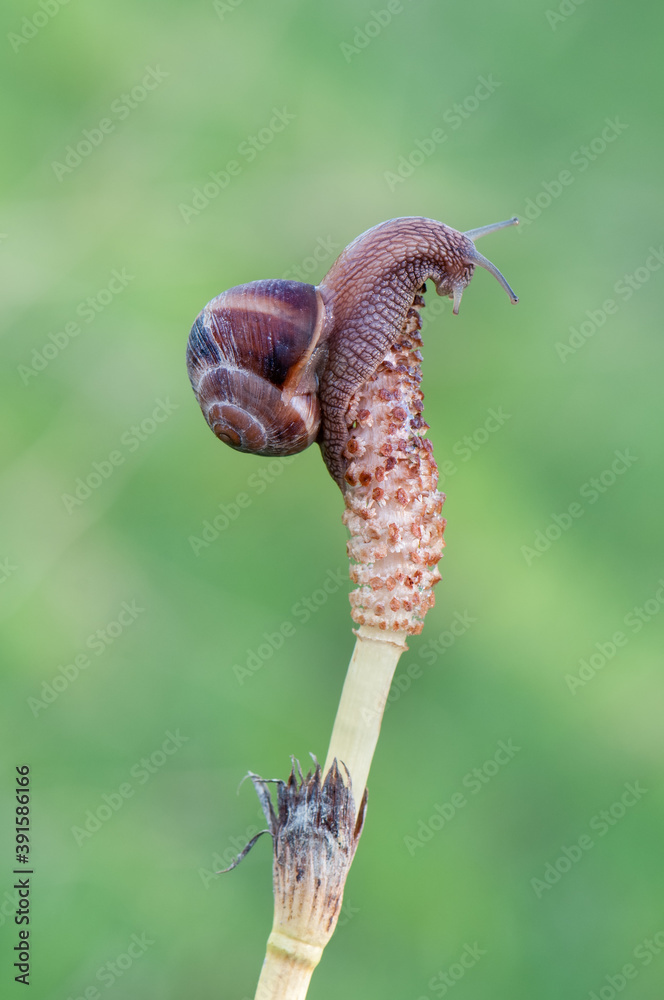 snail sit on a forest plant on a summer morning
