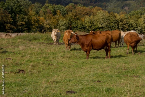 Wypas krów u podnóża Gór Sowich