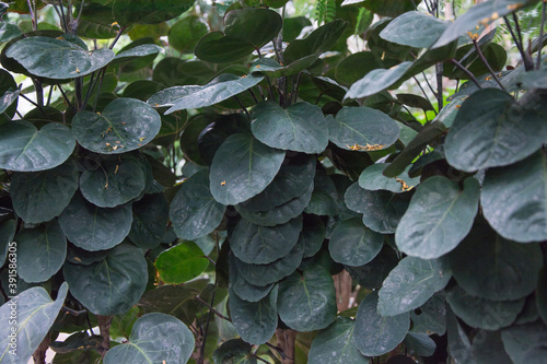 Aralia Fabian plant, polyscias Scutellaria species, Araliaceae family from tropical Asia, Polynesia