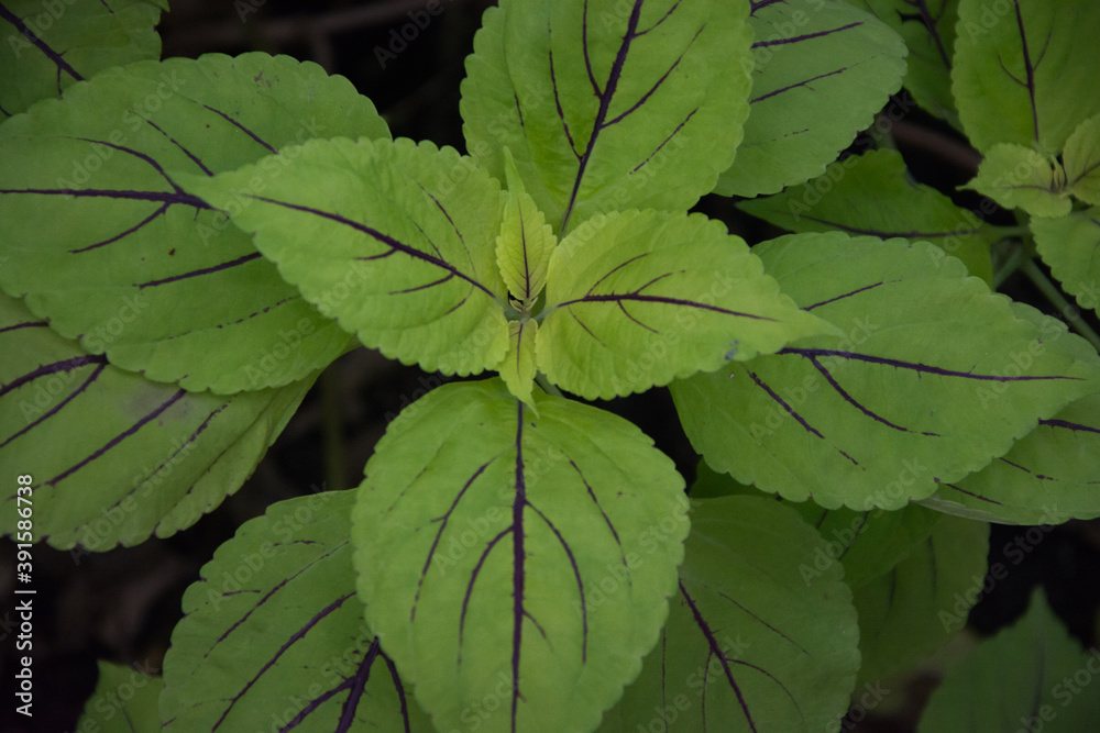 Coleus, Asia plant, Lamiaceae family, Plectranthus Scutellarioides