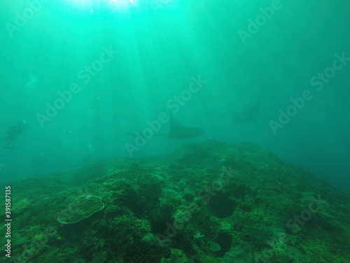 underwater view of a reef with fishes
