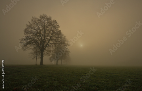 Dichter Nebel   ber einer Wiesenlandschaft und Laubb  umen mit der Sonne 