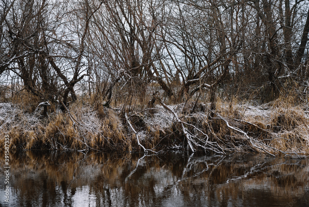 Trees near the river Trees near the river