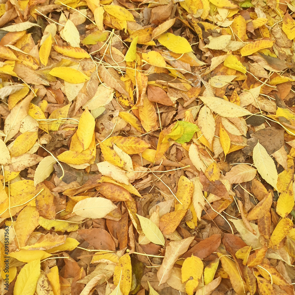 Autumn leaves background for web design Autumn leaves background for web design