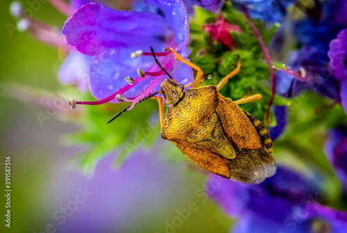 Bug on violet flowers