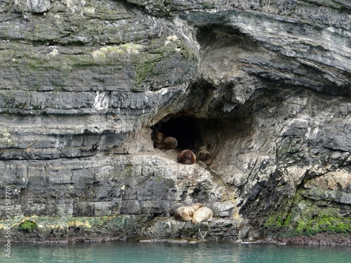 Seals in Patagonia