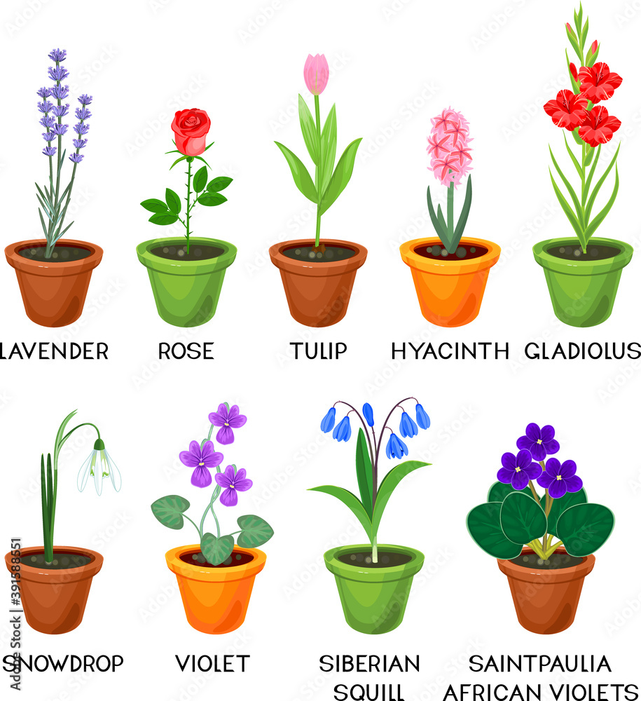 Set of different species of garden flowers in flowerpots with titles isolated on white background