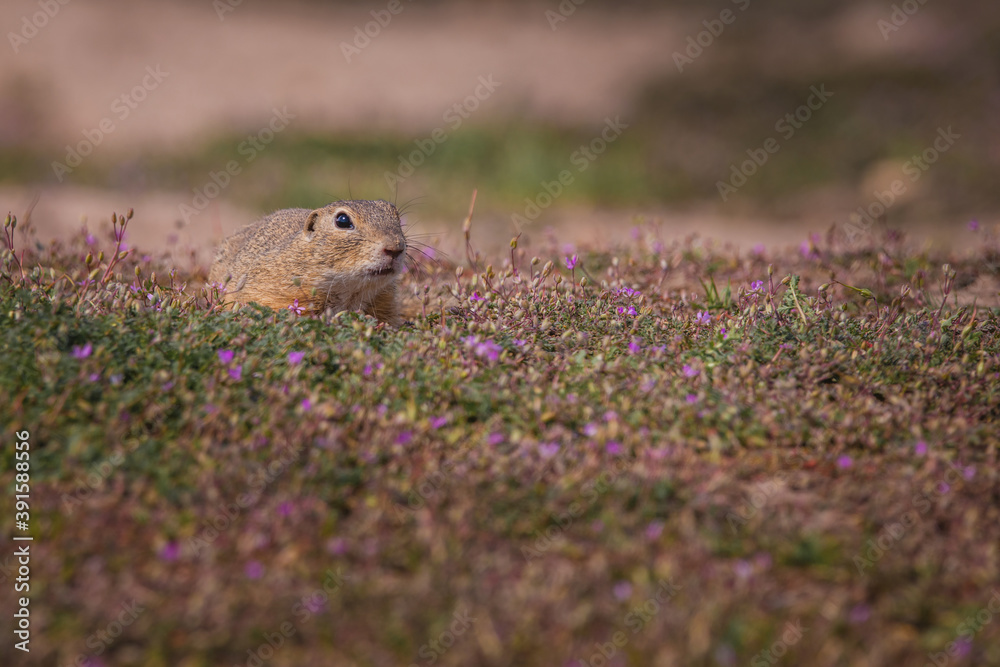 Ground squirrel Ground squirrel