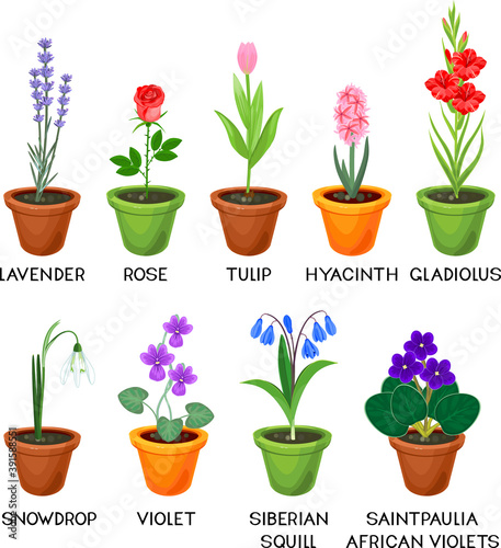 Set of different species of garden flowers in flowerpots with titles isolated on white background