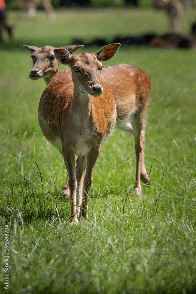 Fallow deer