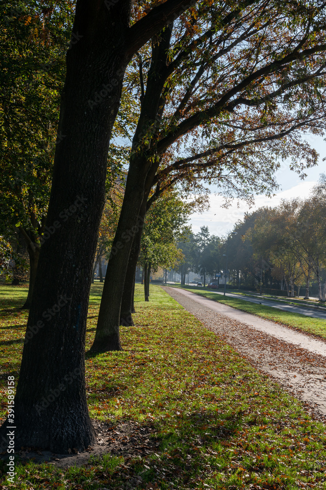 Transportation in the Netherlands, special bicycle lanes for safe cycling in Brabant in sunny autumn day Transportation in the Netherlands, special bicycle lanes for safe cycling in Brabant in sunny autumn day