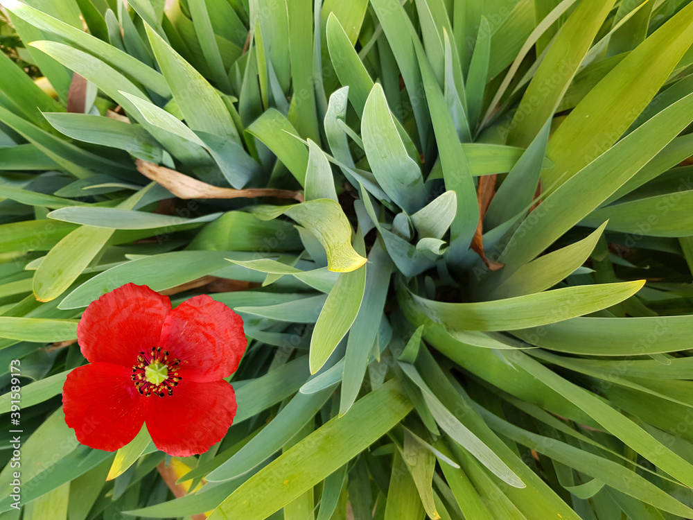 Obraz premium Iris foglie e papavero